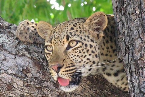 Experiência Privada Autêntica de 3 Dias no Parque Kruger
