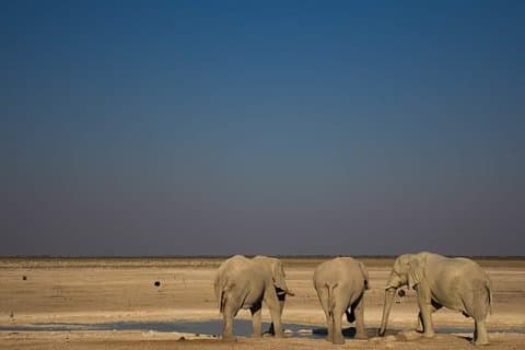 3-Day Etosha Express Accommodated Safari from Windhoek