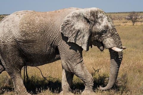 6-dagars sanddyner och vildmarkssafari från Windhoek