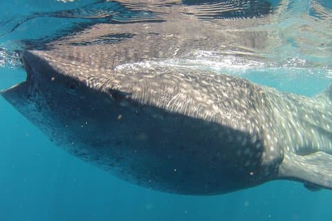 Visite en petit groupe des requins baleines et plongée avec tuba au départ de Cancun