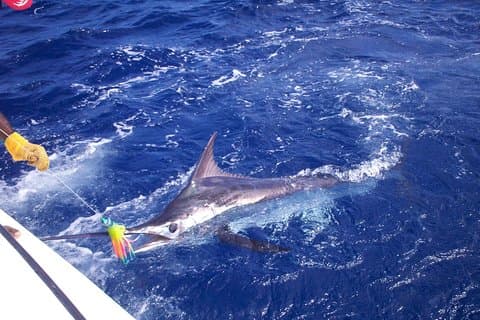 Pesca privada em St Lucia Charters