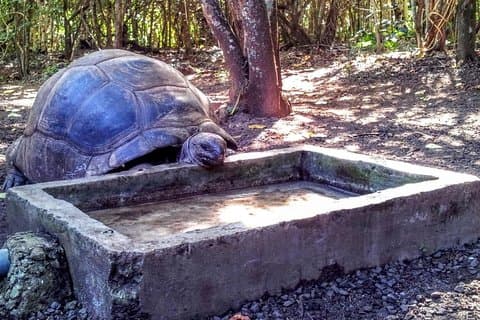 Eco Tour: Reserva da Natureza, Blue Bay, Reserva da Vanilha, Gris Gris
