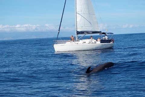 Velero de avistamiento de ballenas y delfines con bebidas, aperitivos y tiempo para nadar