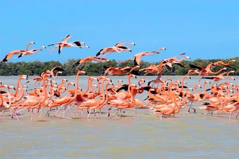 Mini Yucatan 3 Tage 2 Nächte Chichen Itza Cenote Merida Uxmal Celestun Coba Höhlen von Cancun