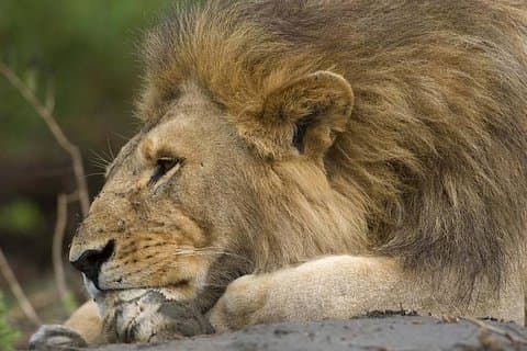 Tanzania Bush til Beach Safari Adventure
