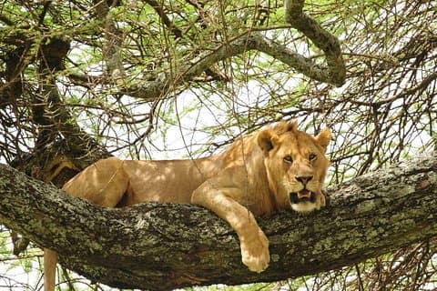 3日間のサファリツアー、タランギーレ国立公園、アルプスからのムンバラ湖国立公園、ンゴロンゴロクレーター