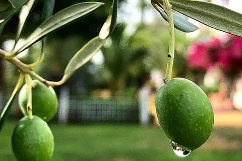 Olivenöl Tasting und kulinarische Tagesausflug in Carmona