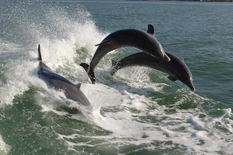Dolphin Racer äventyrskryssning i St Pete Beach