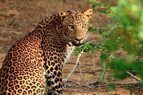 Wilpattu National Park Privat Safari (alt inklusive) Fra Kandy