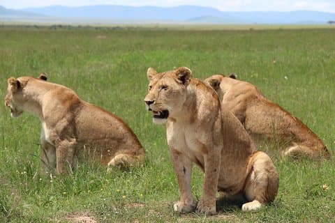 3 Tage Masai Mara-Privatsafari mit einem Allrad-Land Cruiser-Jeep