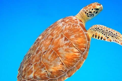 Snorkeling Adventure in St Thomas