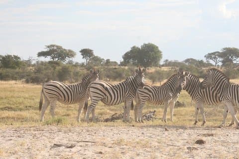 Zebra Trail Makgadikgadi Gita di un giorno