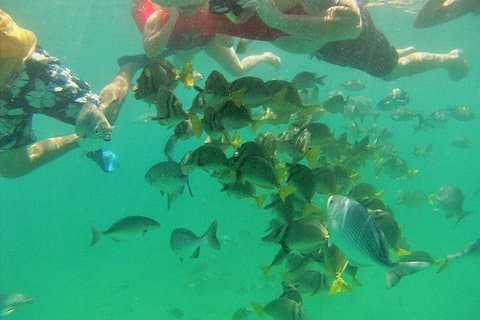 Croisière privée avec tuba à Cabo San Lucas
