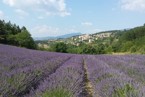 Visite « lavande » d’une journée complète dans le Lubéron et à Sault
