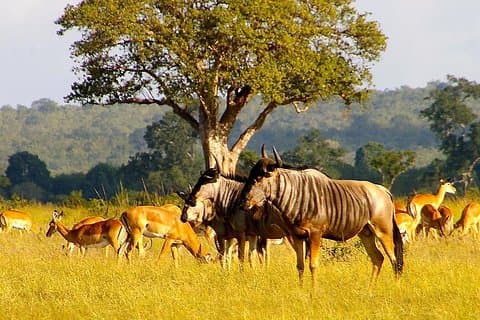 Volledige dag Safari Tour van Ngorongoro Crater