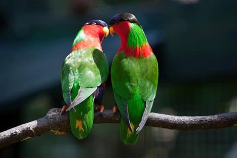 Kula Eco Bird Park ,Momi Gun Site And Market Tour Ex Marriott and Denarau resort