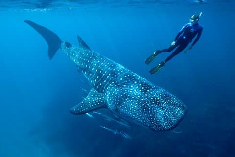 Svømming av hvalhai og Isla Mujeres strandtur