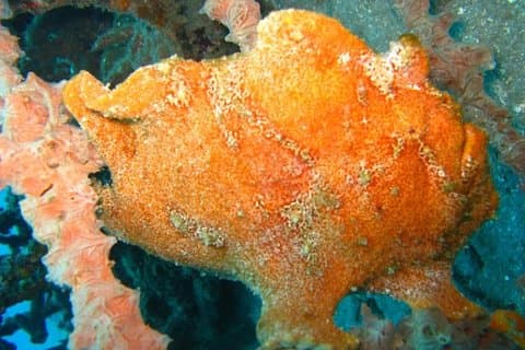 Duiken in PADANG BAY BALI