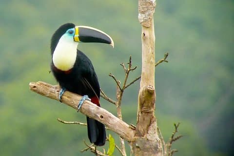 Manu Bird Watchers Paradise 4 jours - Service de groupe