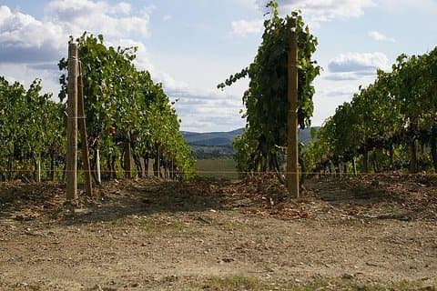 Shore Excursion from Livorno to Chianti area with Wine Tasting & Lunch