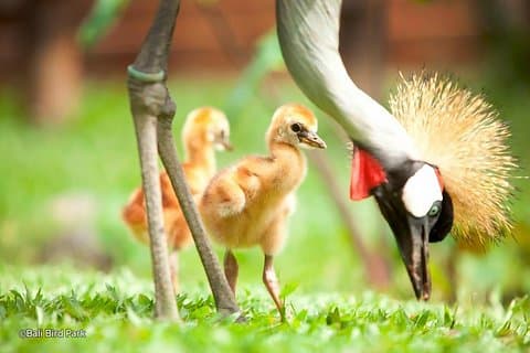 Viagem de dia inteiro ao Bali Bird Park e Kintamani