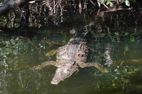 Black River Safari og Appleton Estate Tour