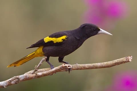 Tour privado de observación de aves al Manglar de Paredón (desde Puerto Quetzal)