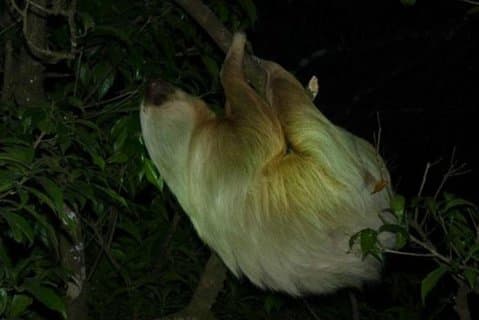 モンテベルデ雲霧の森ナイト野生動物体験