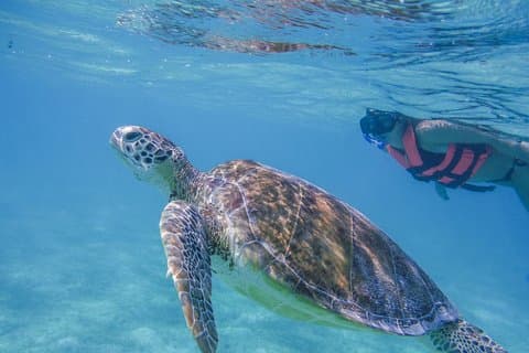 Turtle Snorkeling Adventure uit Cancun