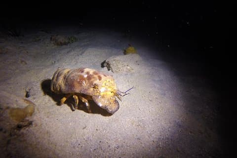 Sunset Night Dive for Certified Divers in St Thomas