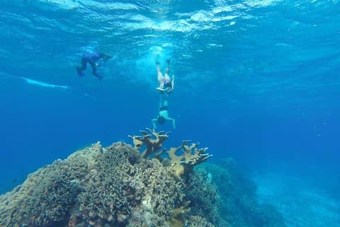 Snorkling og Beach Club Access i Cozumel med lunsj