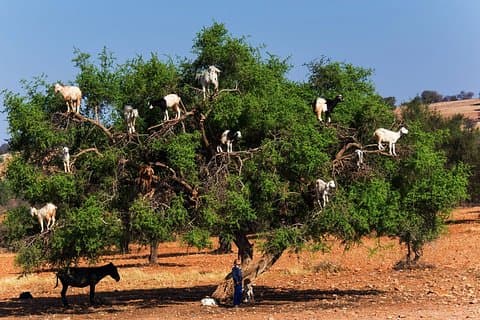 Excursion privée d'une journée à Essaouira et dans la forêt d'arganiers au départ de Marrakech