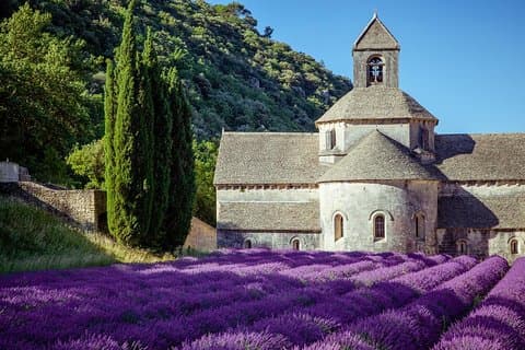 Excursion d'une demi-journée : la beauté de la lavande