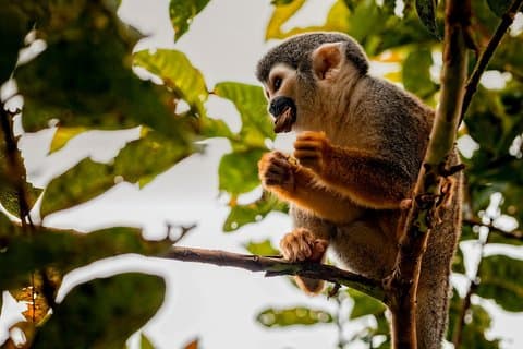 5-Days Rainforest Lodge Cuyabeno Reserve