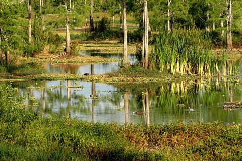 Privat 4-timers Everglades Tour med delt Airboat