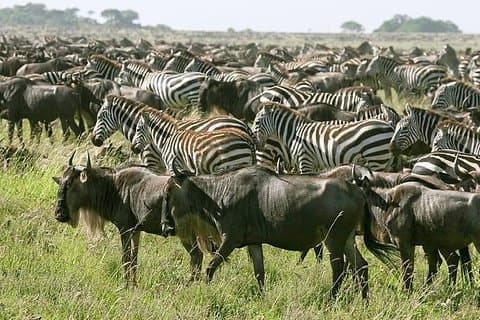 4 Dagen Doe mee aan groepsreis Tarangire Serengeti en Ngorongoro krater