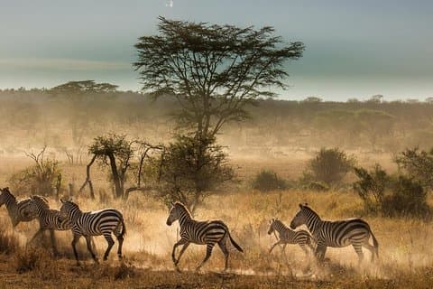 6 jours en Tanzanie Budget Safari Camping
