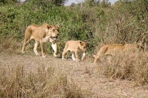 3 jours de visite du cratère de Ngorongoro