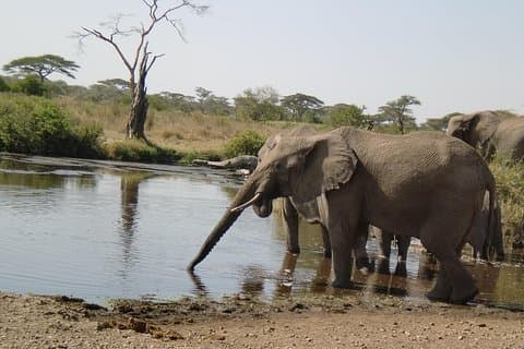 4 jours de parc national du lac Manyara, de Ngorongoro et de Tarangire