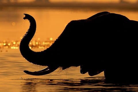 Chobe Sunset Cruise Fra Victoria Falls