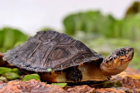 Corsica A Cupulatta Turtle Park Skip the Line Entrébiljett