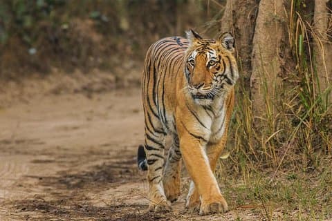 Ranthambore Safari met privéauto vanuit Jaipur, verblijf in een zigeunerhotel