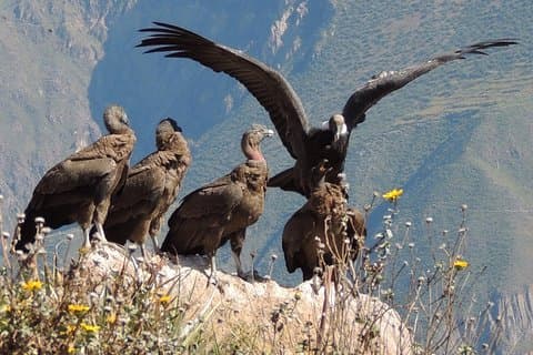 2 dager - Colca Canyon og Condor Tour fra Arequipa, Peru - Gruppeservice