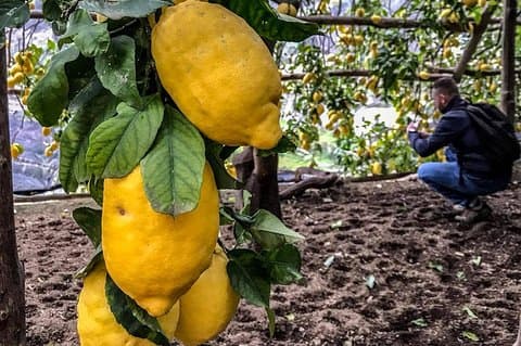 Tour privado: el camino de los limones