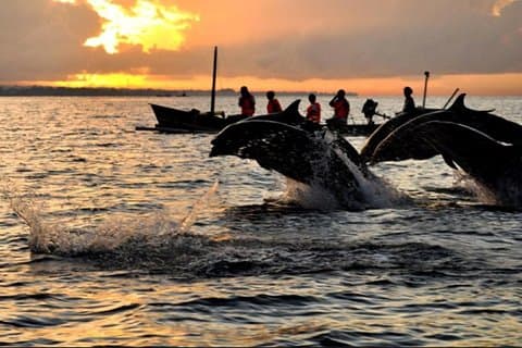 Amazing Private Tours: Dolphins Lovina et Gitgit Waterfall incluent le déjeuner