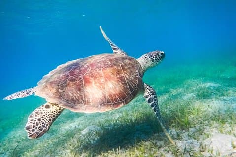 Plongée en apnée dans la mer Rouge au départ de Hurghada
