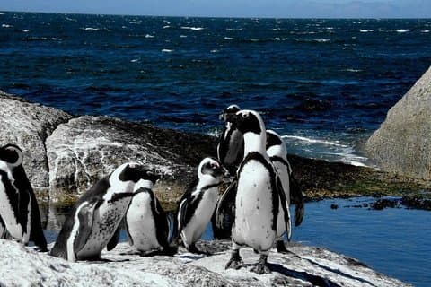 Bästa privata rundtur i Kapstaden - Cape Peninsula Penguin Heldag