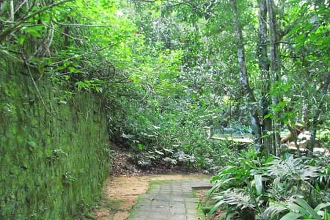 Rio de Janeiro: excursion en jeep dans la forêt de Tijuca