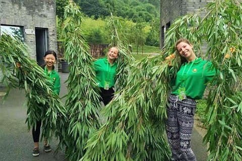 Voluntariado All Inclusive Wolong ou Dujiangyan Panda Base