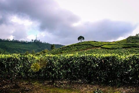 Ganztägige Trekkingtour in Munnar